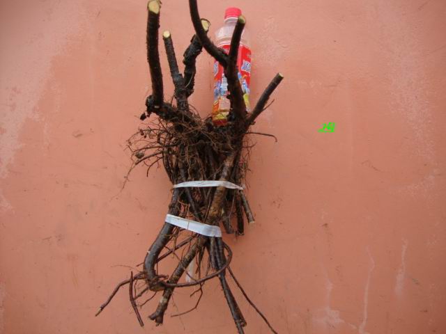 DSC02107.JPG