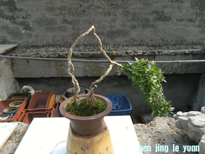 DSCF6505.JPG