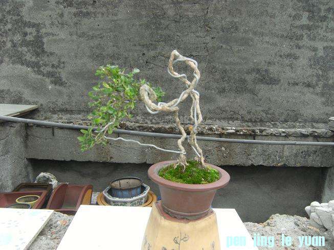 DSCF6529.JPG