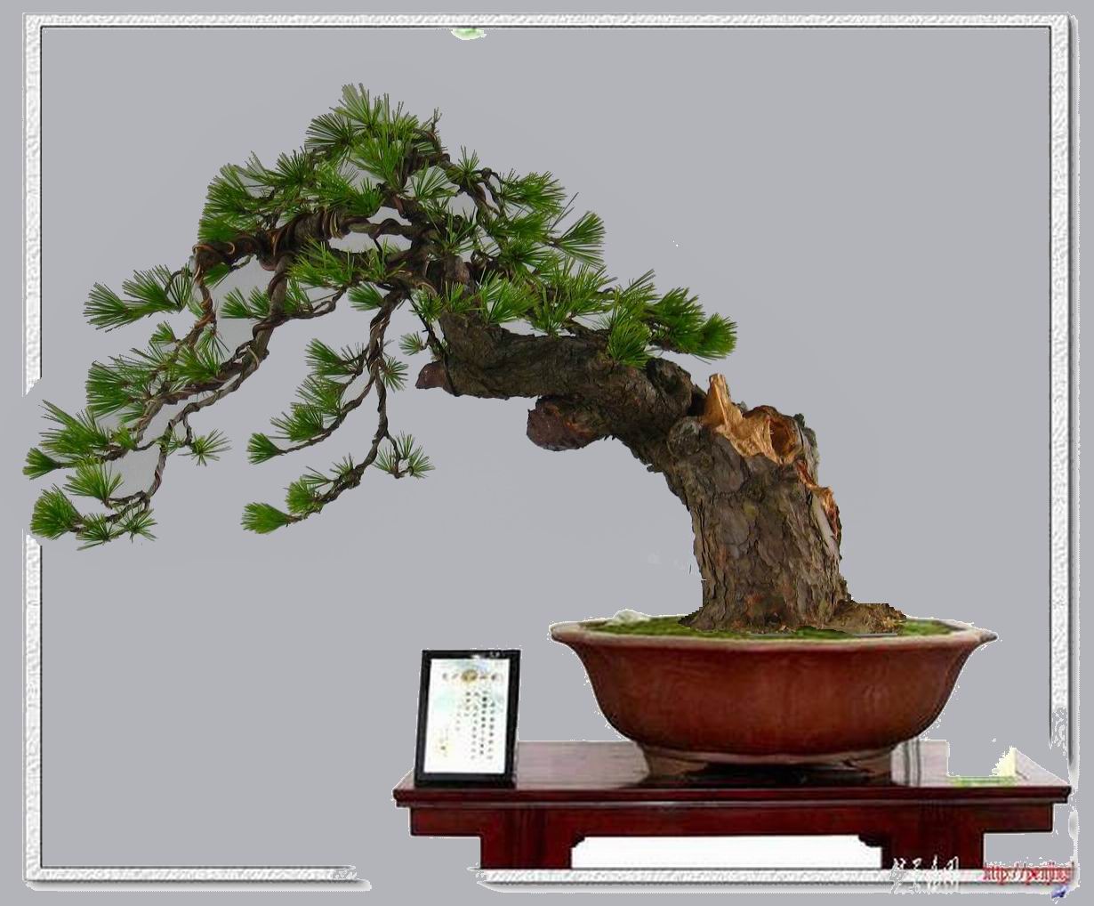 245taiwanzhenbaibaoshiqi.jpg