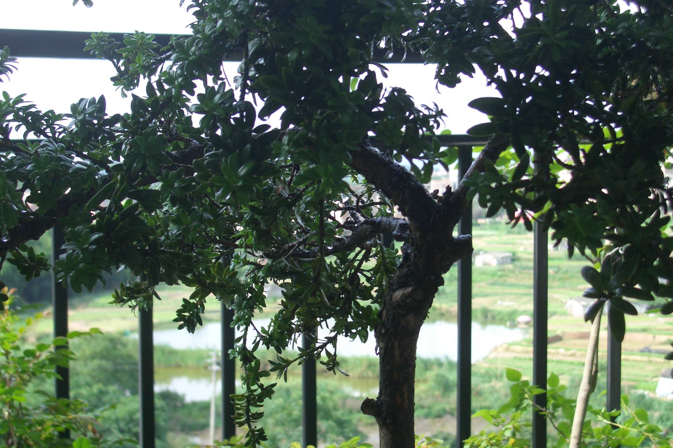 CIMG5003.JPG
