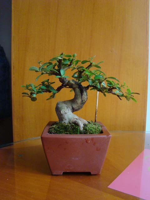 DSC00312.JPG