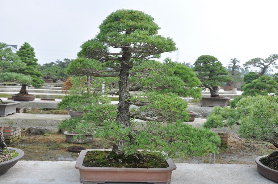 Ƭ 096.jpg