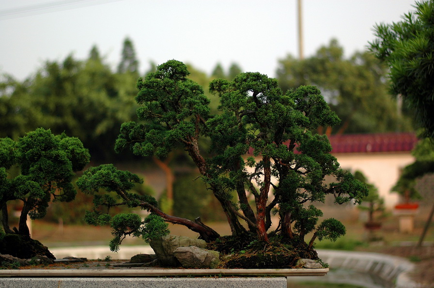 DSC_4655__С.jpg