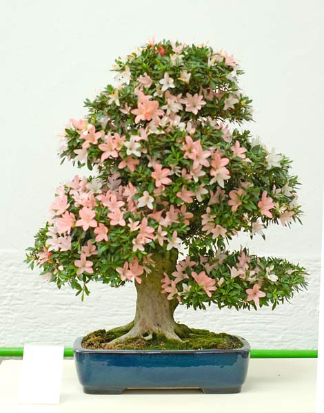 NSC_5627v.jpg
