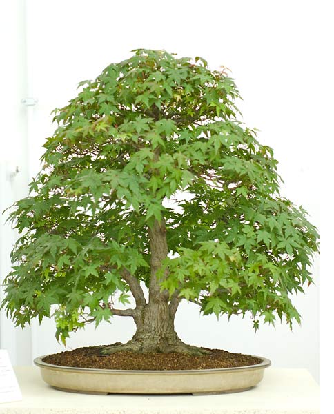 NSC_5629v.jpg
