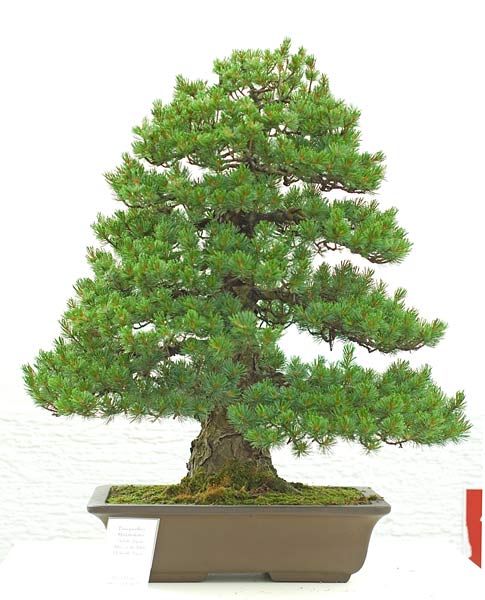 NSC_5631v.jpg