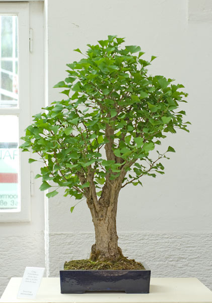 NSC_5644v.jpg