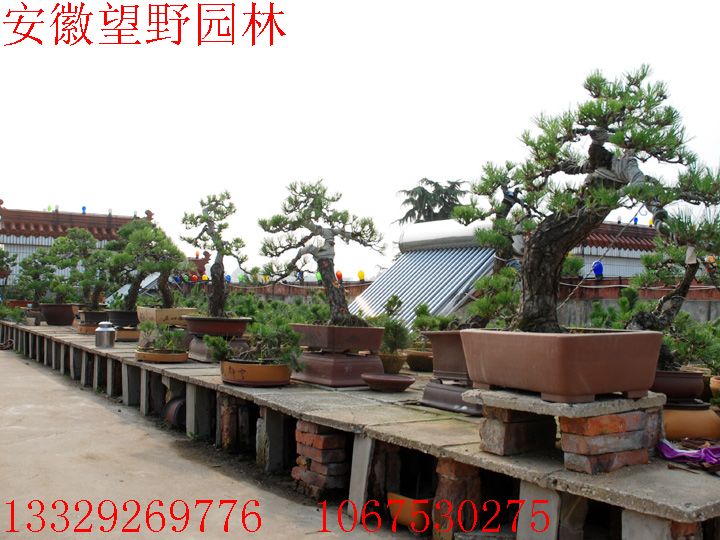 DSC_2021.jpg