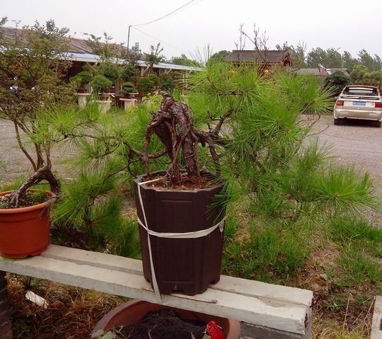 IMG_20120622_112010.jpg