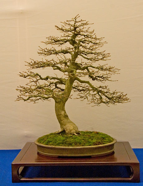 DSC_5656v.jpg