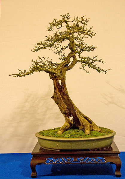 DSC_5659v.jpg