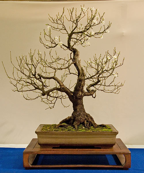 DSC_5684v.jpg