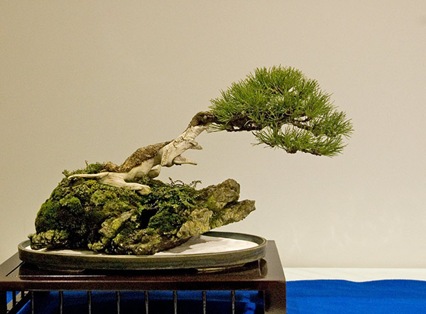 DSC_5703v.jpg