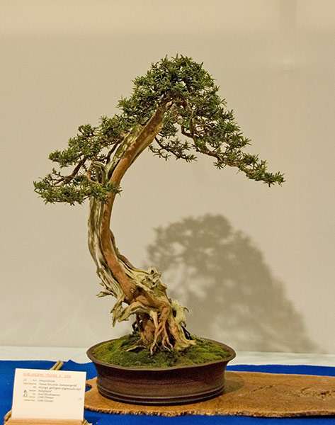 DSC_5708v.jpg