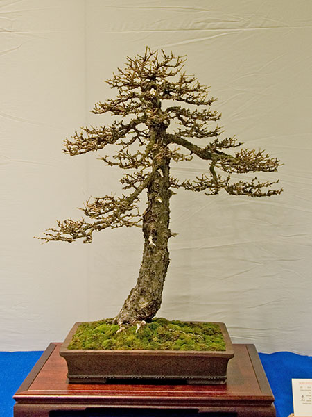 DSC_5720v.jpg