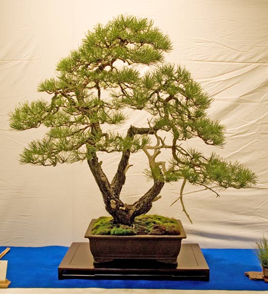 DSC_5725v.jpg