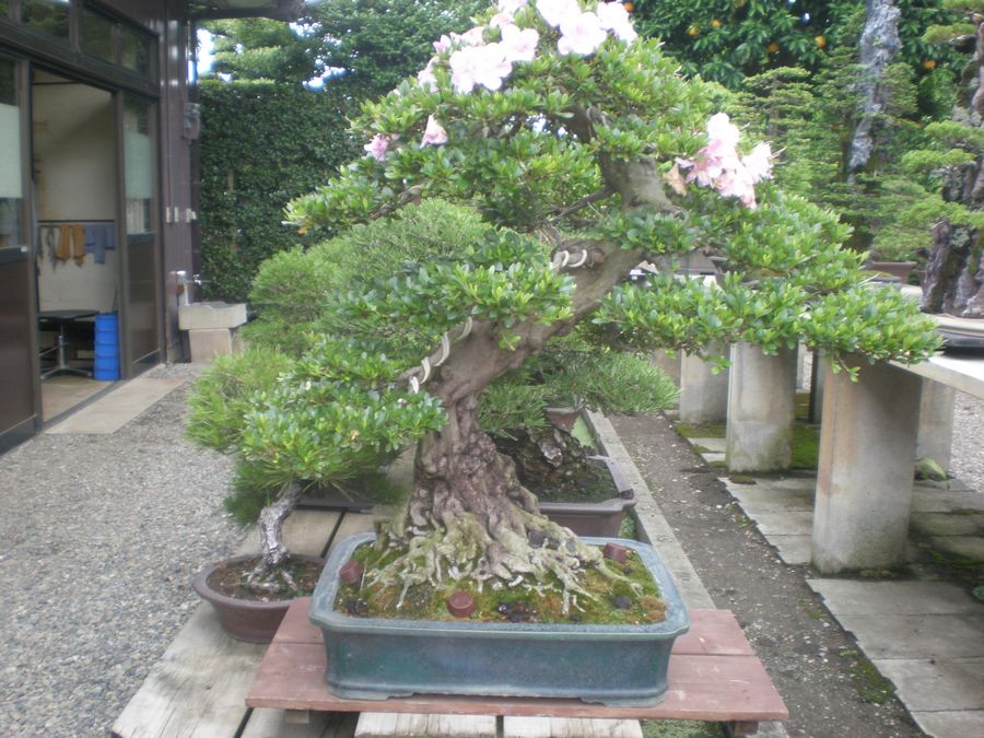 P6130021.jpg