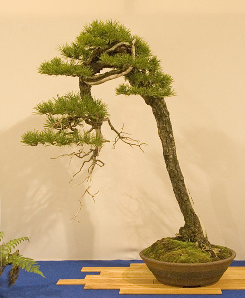 DSC_8910v.jpg