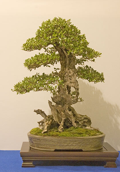 DSC_8923v.jpg