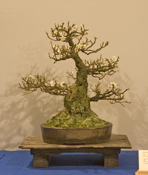DSC_8926v.jpg