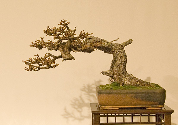 DSC_8934v.jpg