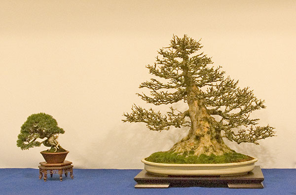 DSC_8946v.jpg