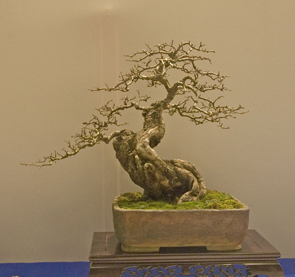DSC_9017v.jpg