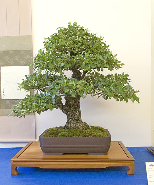DSC_9218v.jpg