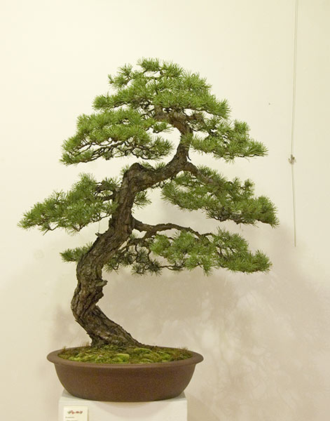 DSC_9253v.jpg