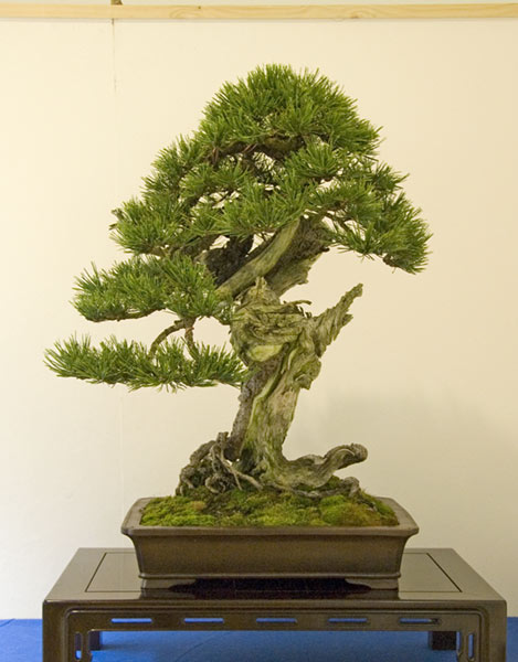 DSC_9271v.jpg