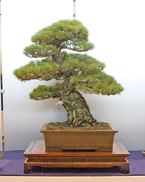 DSC_9986v.jpg