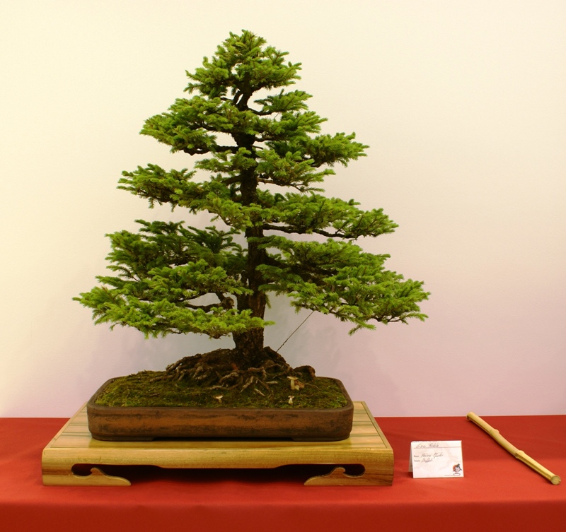 2010-10-09 Bonsaiautumn, Picea jeozensis, Heinz Pfirter, .JPG