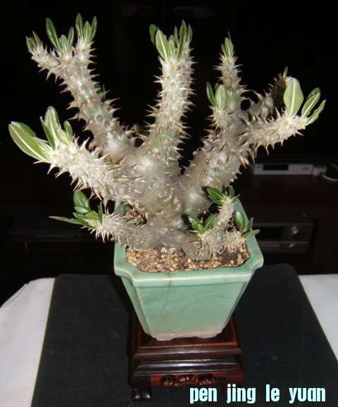 DSCF4103.JPG