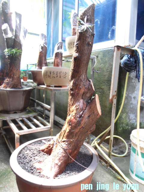 DSC03568.JPG