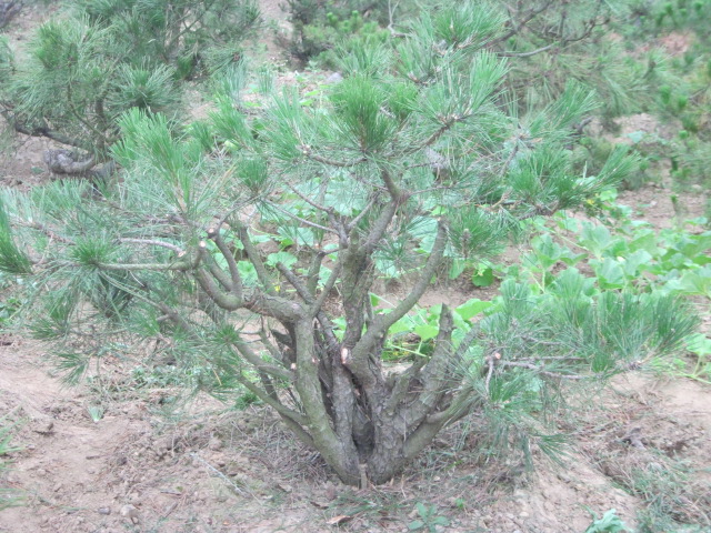 20120627Ժɼ֦ 001.jpg