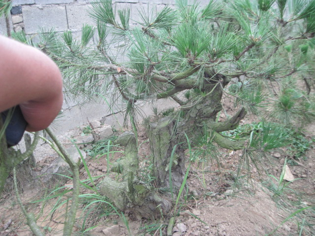 20120627Ժɼ֦ 012.jpg
