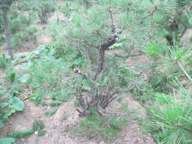20120627Ժɼ֦ 023.jpg