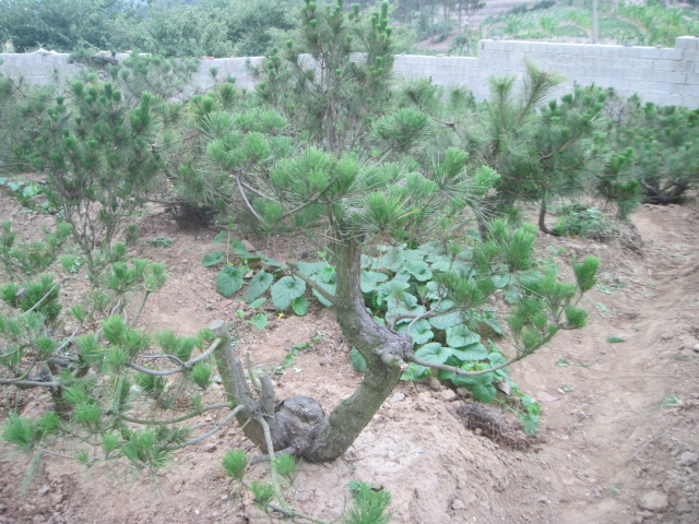 20120627Ժɼ֦ 027.jpg