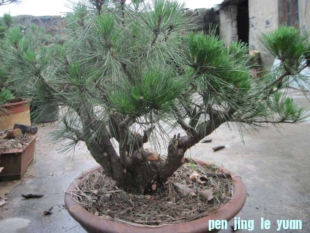 20120704Ժɼ֦֦ 002.jpg