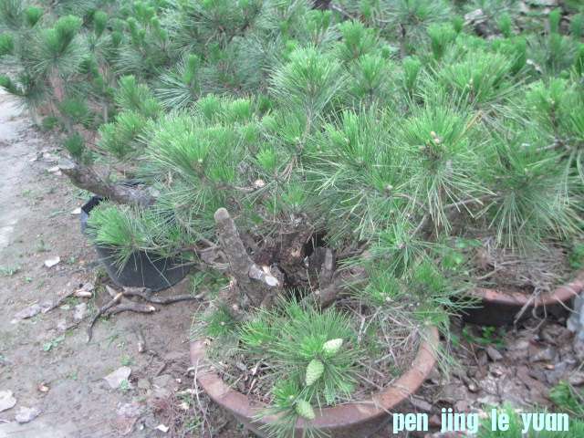 20120704Ժɼ֦֦ 028.jpg