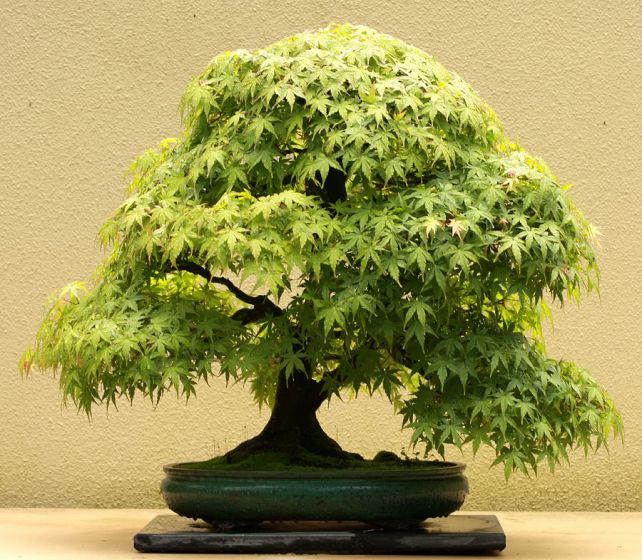 JapaneseMaple.jpg.thumb.jpg