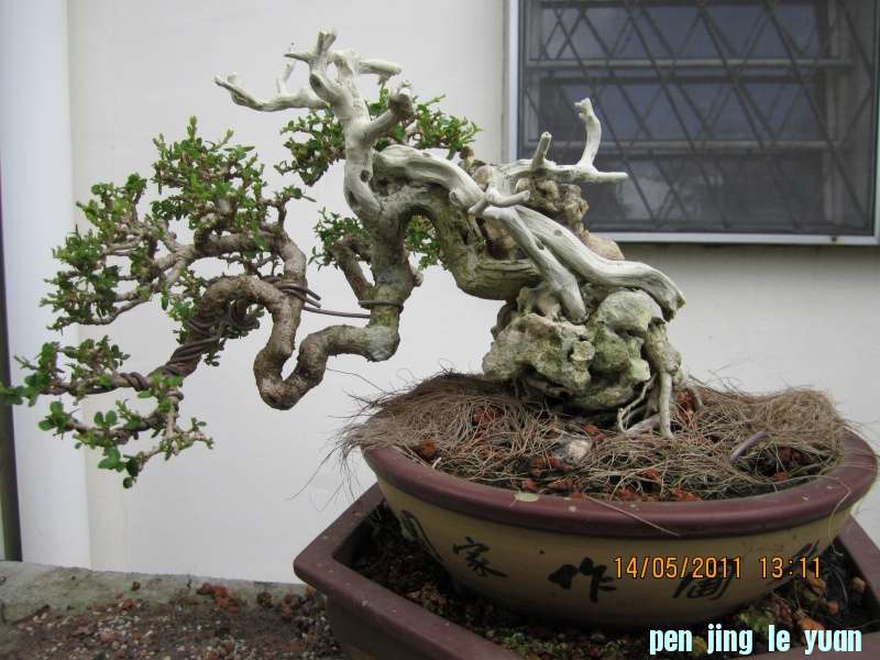 bonsai12.jpg