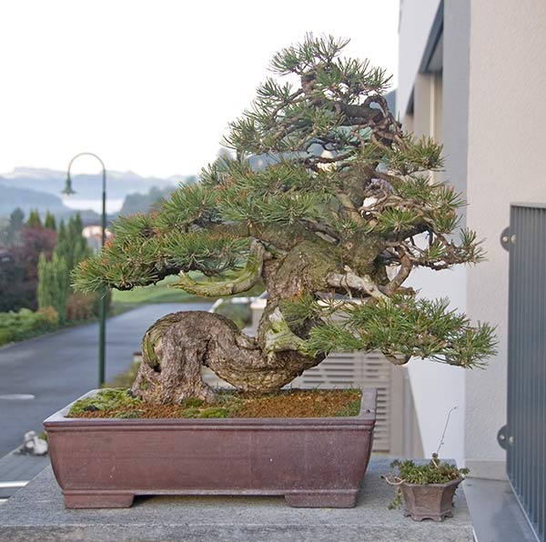 DSC_8011v.jpg