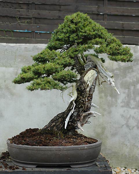 Dsc_7390v.jpg