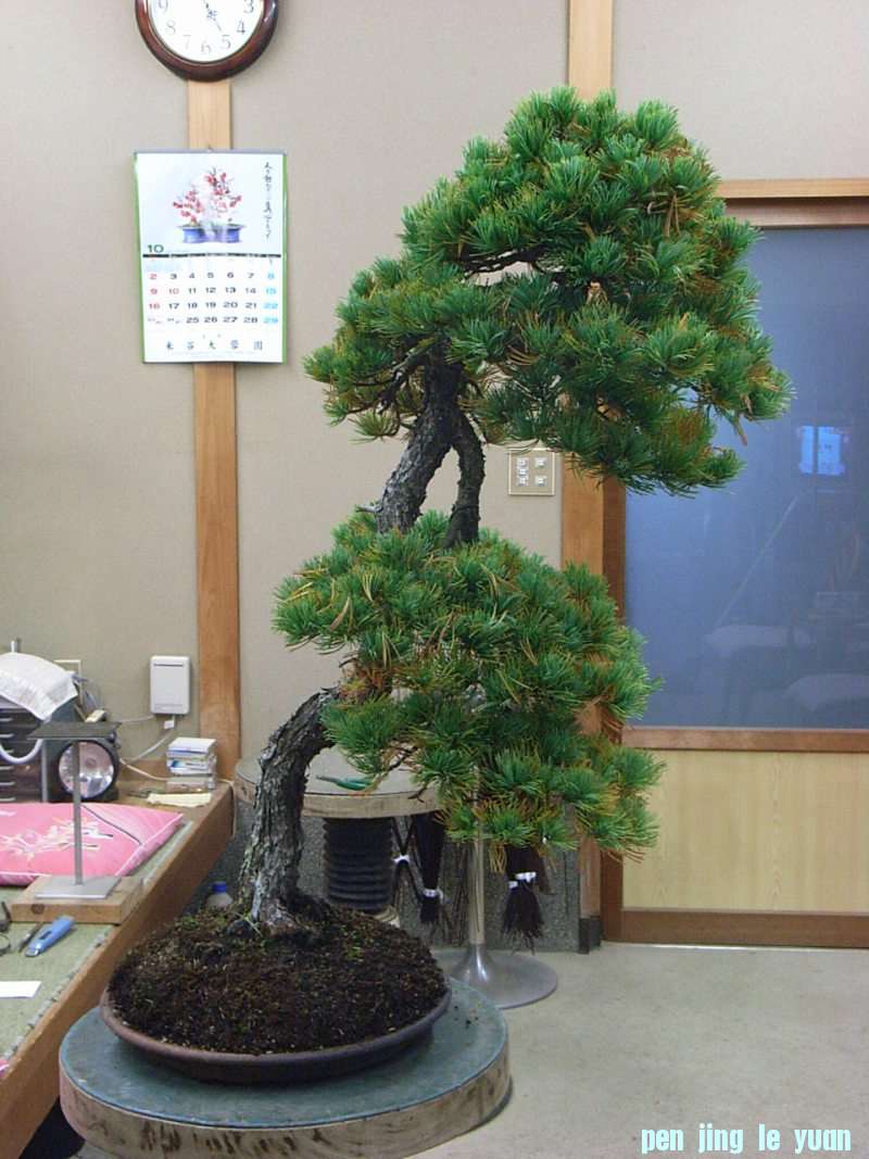 o0800106711577362511.jpg