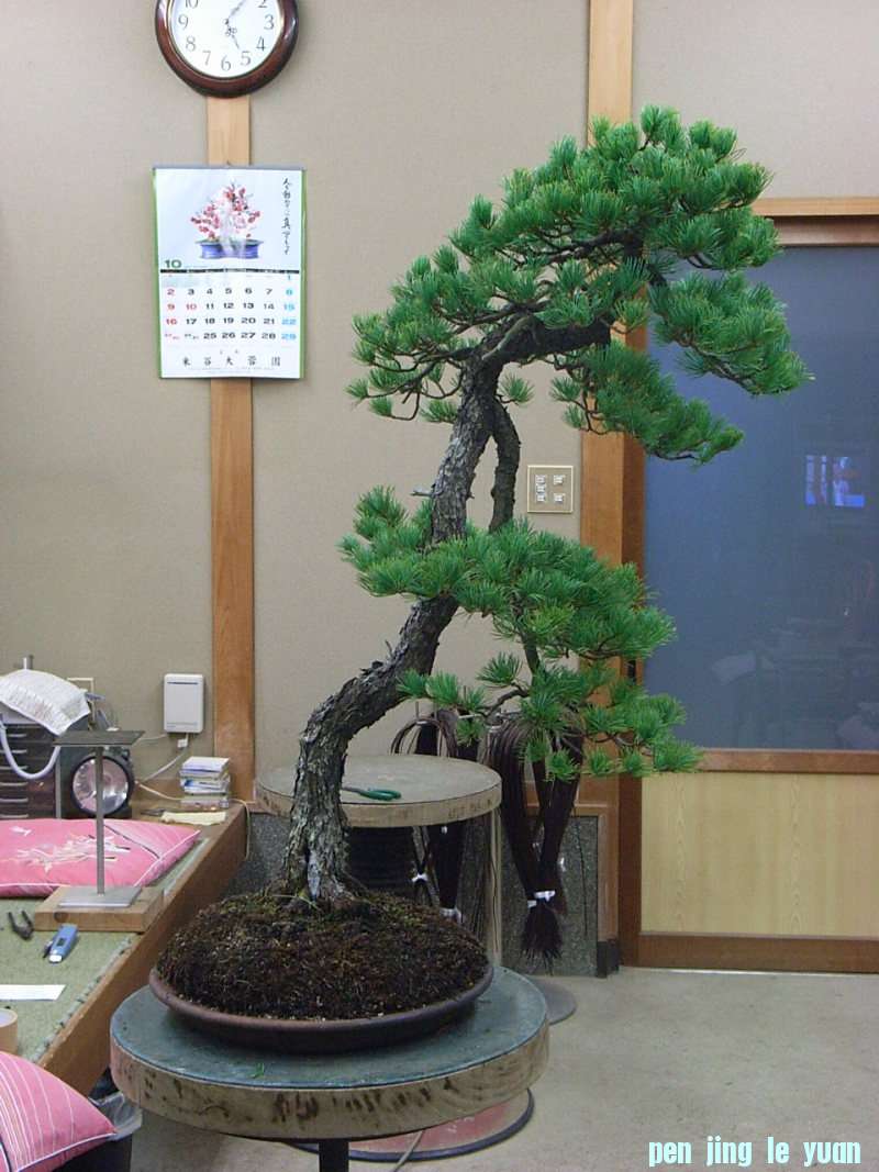 o0800106711577362512.jpg