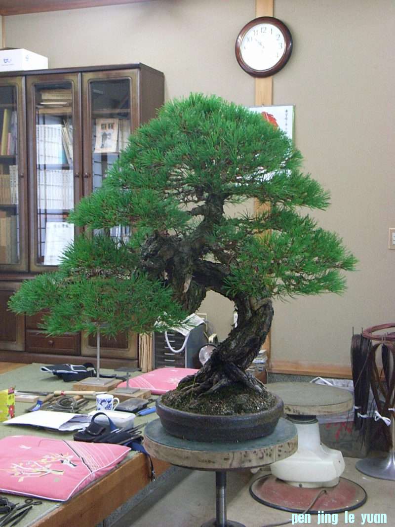 o0800106711628503720.jpg