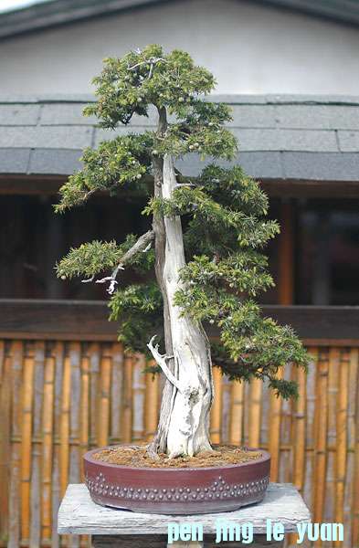 Dsc_1368v.jpg