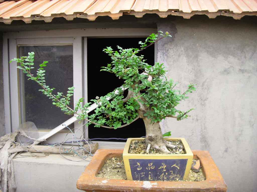 SDC12707.JPG